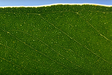 APII jpeg image of Eucalyptus agglomerata  © contact APII