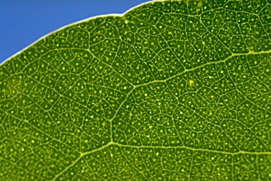 APII jpeg image of Eucalyptus camphora  © contact APII