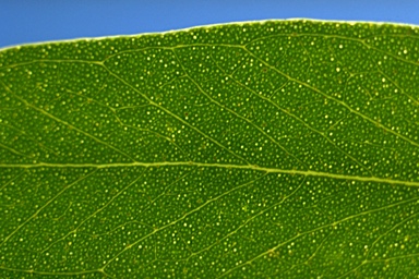 APII jpeg image of Eucalyptus eugenioides  © contact APII