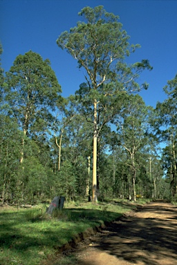 APII jpeg image of Eucalyptus propinqua  © contact APII