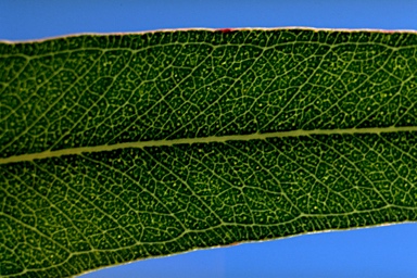 APII jpeg image of Eucalyptus acaciiformis  © contact APII