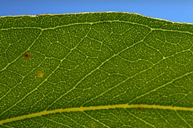 APII jpeg image of Eucalyptus umbra ?  © contact APII