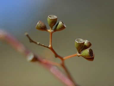 APII jpeg image of Eucalyptus dawsonii  © contact APII