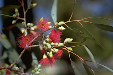 APII jpeg image of Eucalyptus sideroxylon  © contact APII