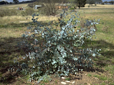 APII jpeg image of Eucalyptus nova-anglica  © contact APII