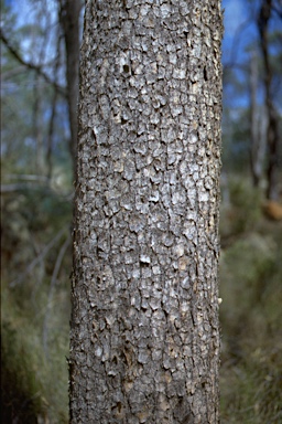 APII jpeg image of Corymbia trachyphloia  © contact APII