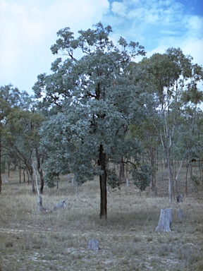 APII jpeg image of Eucalyptus melanophloia  © contact APII