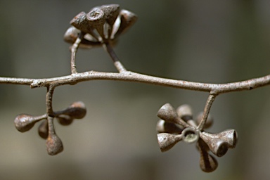 APII jpeg image of Eucalyptus campanulata  © contact APII