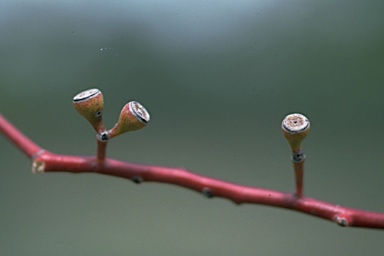 APII jpeg image of Eucalyptus populnea  © contact APII