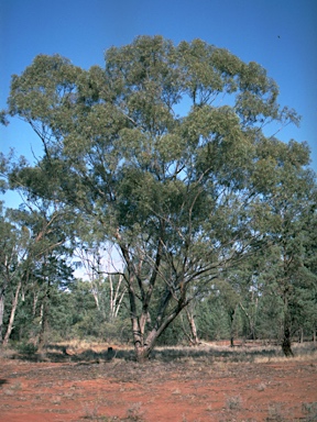 APII jpeg image of Eucalyptus microcarpa  © contact APII