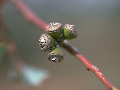 APII jpeg image of Eucalyptus vicina  © contact APII