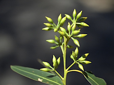 APII jpeg image of Eucalyptus resinifera subsp. resinifera  © contact APII