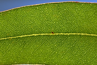 APII jpeg image of Eucalyptus siderophloia  © contact APII