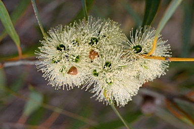 APII jpeg image of Eucalyptus diversifolia  © contact APII