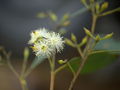 APII jpeg image of Eucalyptus acmenoides  © contact APII