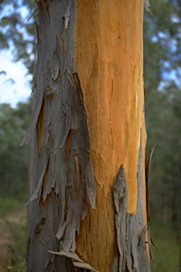 APII jpeg image of Eucalyptus propinqua  © contact APII