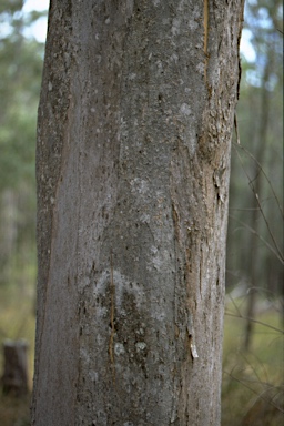 APII jpeg image of Eucalyptus propinqua  © contact APII