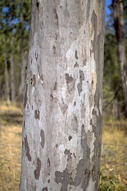 APII jpeg image of Corymbia henryi  © contact APII