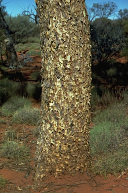 APII jpeg image of Eucalyptus gongylocarpa  © contact APII