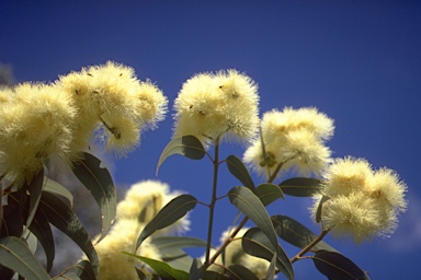 APII jpeg image of Corymbia eximia  © contact APII