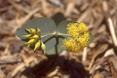 APII jpeg image of Eucalyptus gillii  © contact APII