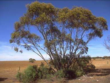 APII jpeg image of Eucalyptus gracilis  © contact APII