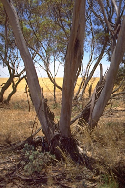 APII jpeg image of Eucalyptus dumosa  © contact APII