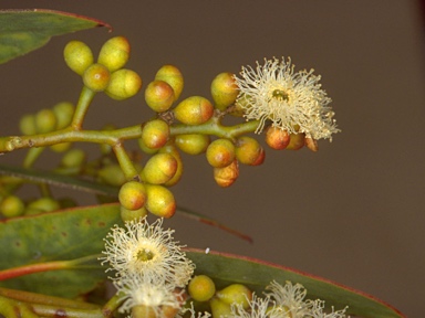 APII jpeg image of Eucalyptus behriana  © contact APII