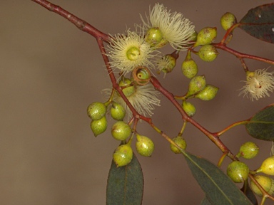 APII jpeg image of Eucalyptus leucoxylon subsp. pruinosa  © contact APII