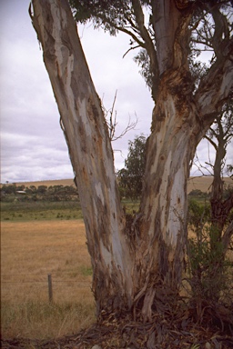 APII jpeg image of Eucalyptus leucoxylon subsp. leucoxylon  © contact APII