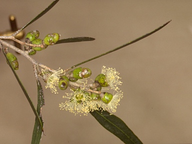 APII jpeg image of Eucalyptus cneorifolia  © contact APII