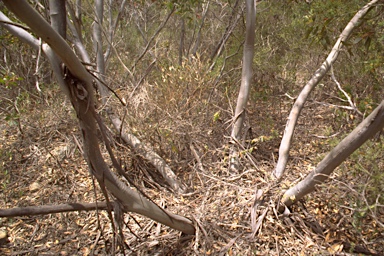 APII jpeg image of Eucalyptus rugosa  © contact APII