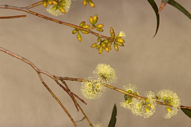 APII jpeg image of Eucalyptus oleosa subsp. oleosa  © contact APII