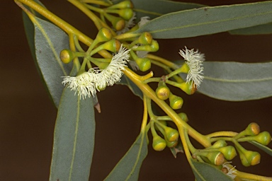 APII jpeg image of Eucalyptus johnsoniana  © contact APII