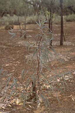 APII jpeg image of Eucalyptus largiflorens  © contact APII