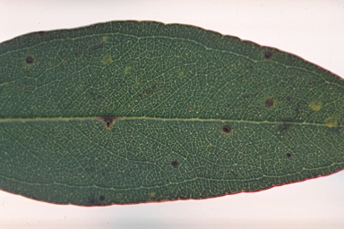 APII jpeg image of Eucalyptus paludicola  © contact APII