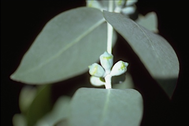 APII jpeg image of Eucalyptus cordata  © contact APII