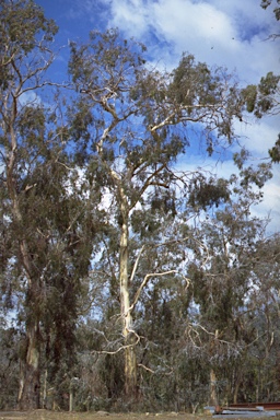 APII jpeg image of Eucalyptus tenuiramis  © contact APII