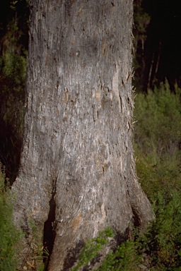 APII jpeg image of Eucalyptus nitida  © contact APII