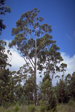 APII jpeg image of Eucalyptus globulus subsp. globulus  © contact APII