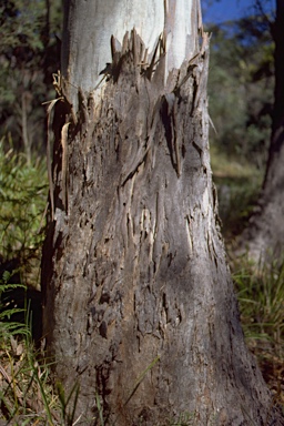 APII jpeg image of Eucalyptus viminalis  © contact APII