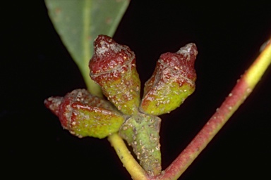 APII jpeg image of Eucalyptus johnstonii  © contact APII