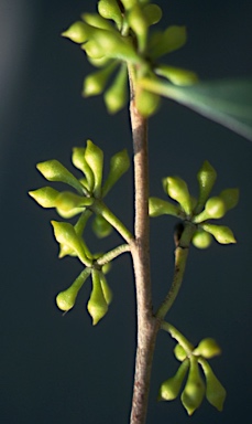 APII jpeg image of Eucalyptus fastigata  © contact APII