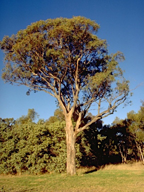 APII jpeg image of Eucalyptus blakelyi  © contact APII