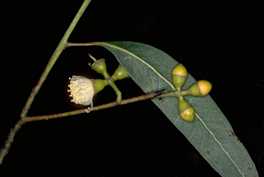 APII jpeg image of Eucalyptus dalrympleana  © contact APII