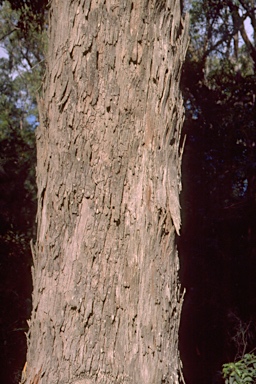 APII jpeg image of Eucalyptus longifolia  © contact APII