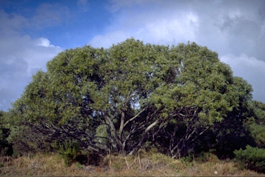 APII jpeg image of Eucalyptus diversifolia  © contact APII