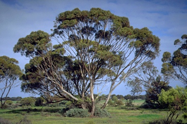 APII jpeg image of Eucalyptus gracilis  © contact APII