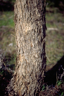 APII jpeg image of Eucalyptus porosa  © contact APII