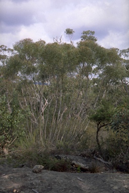 APII jpeg image of Eucalyptus apiculata  © contact APII